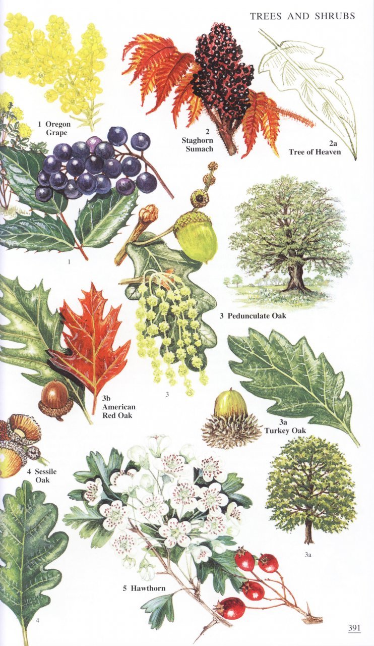 wild flowers of britain and ireland