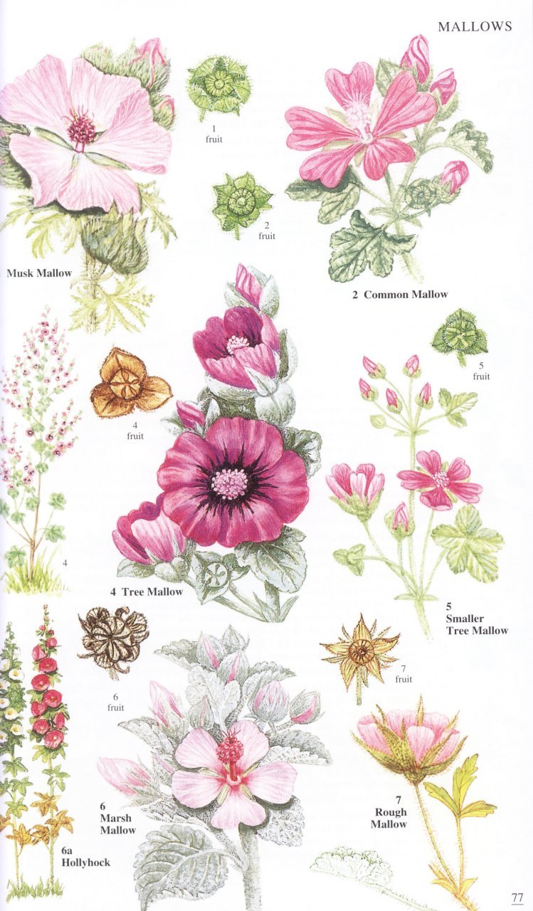 wild flowers of britain and ireland