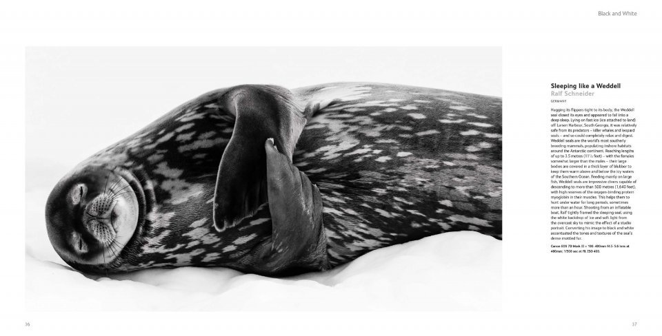 wildlife photographer of the year. portfolio 29