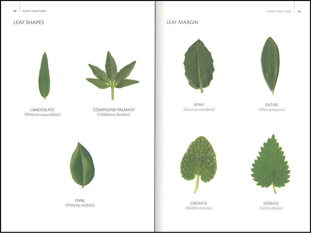 wild plants of southern spain. a guide to the native plants of andalucia