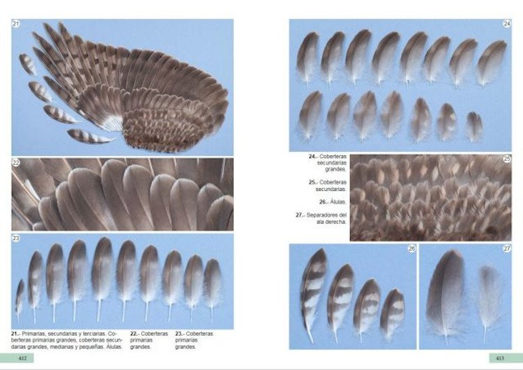 gua de identificacin de las plumas de las rapaces diurnas de la pennsula ibrica, baleares y canarias