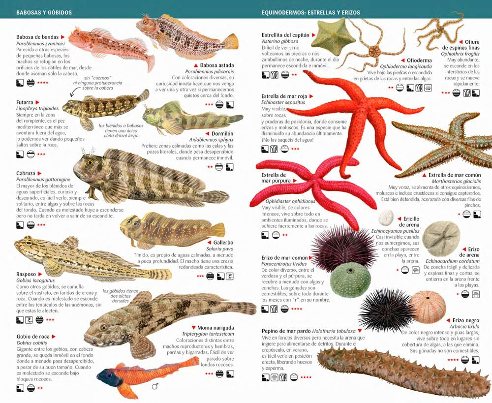 125 animales y algas litorales del mediterrneo de espaa que hay que conocer. minigua de campo