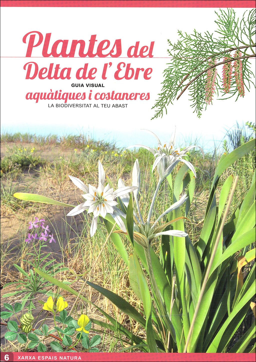 ocells del delta de l'ebre. guia visual (sis desplegables de diferent temtica)