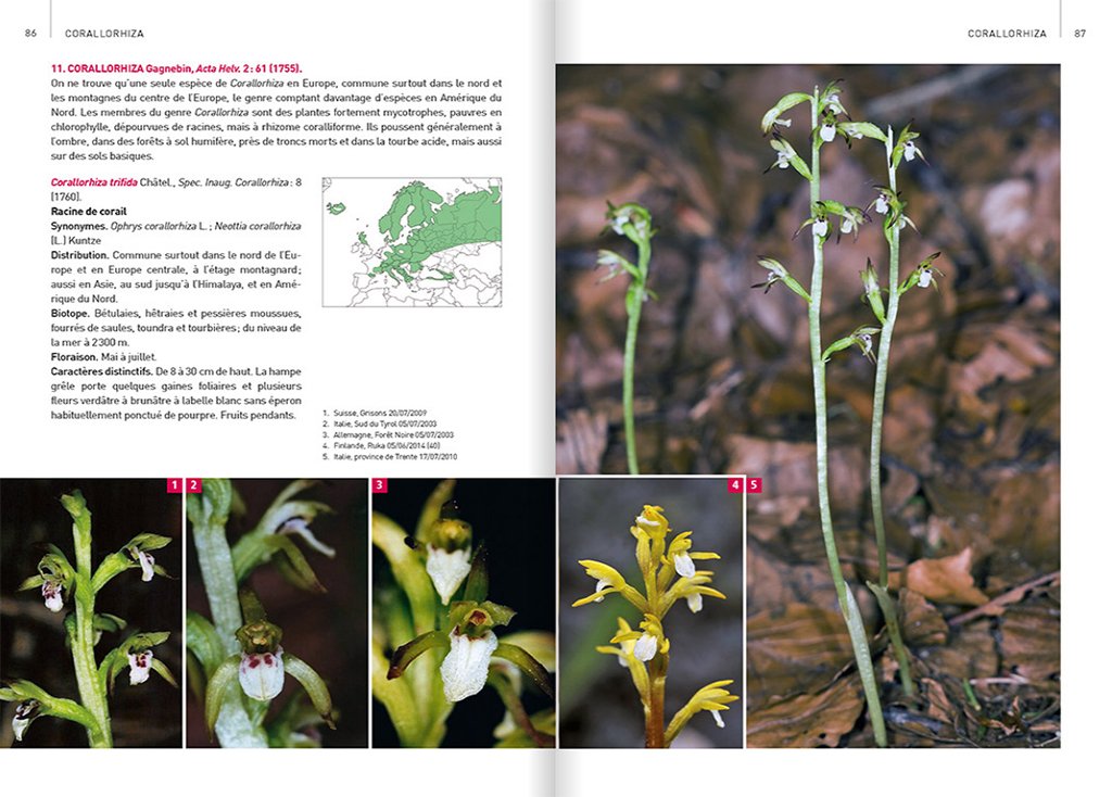 orchides d'europe & de mditerrane