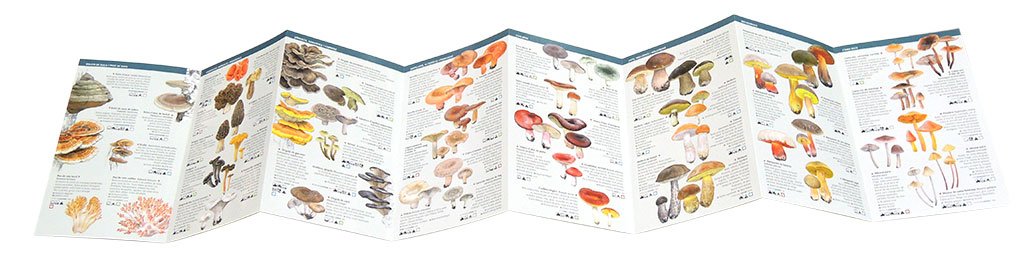 101 bolets de catalunya que cal conixer. miniguia de camp