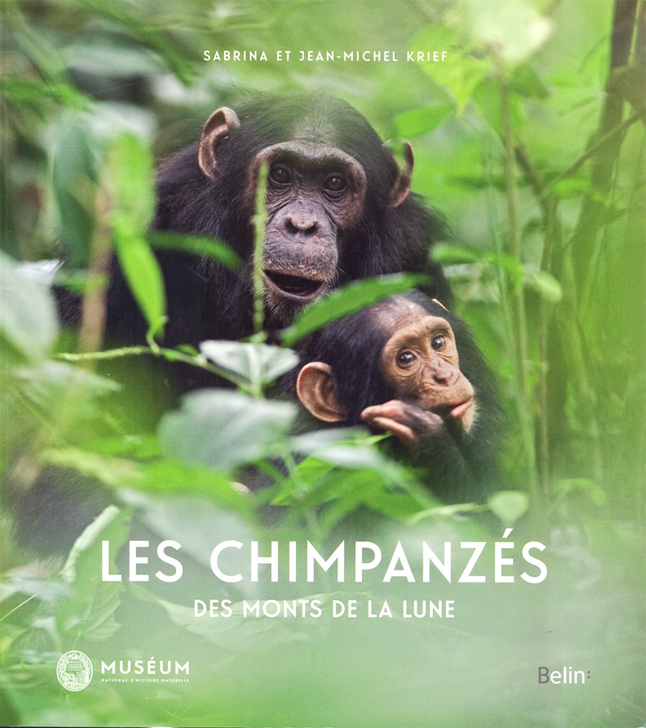 les chimpanzs des monts de la lune