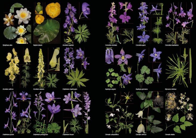 plantas silvestres de espaa peninsular. gua fotogrfica y claves para su identificacin