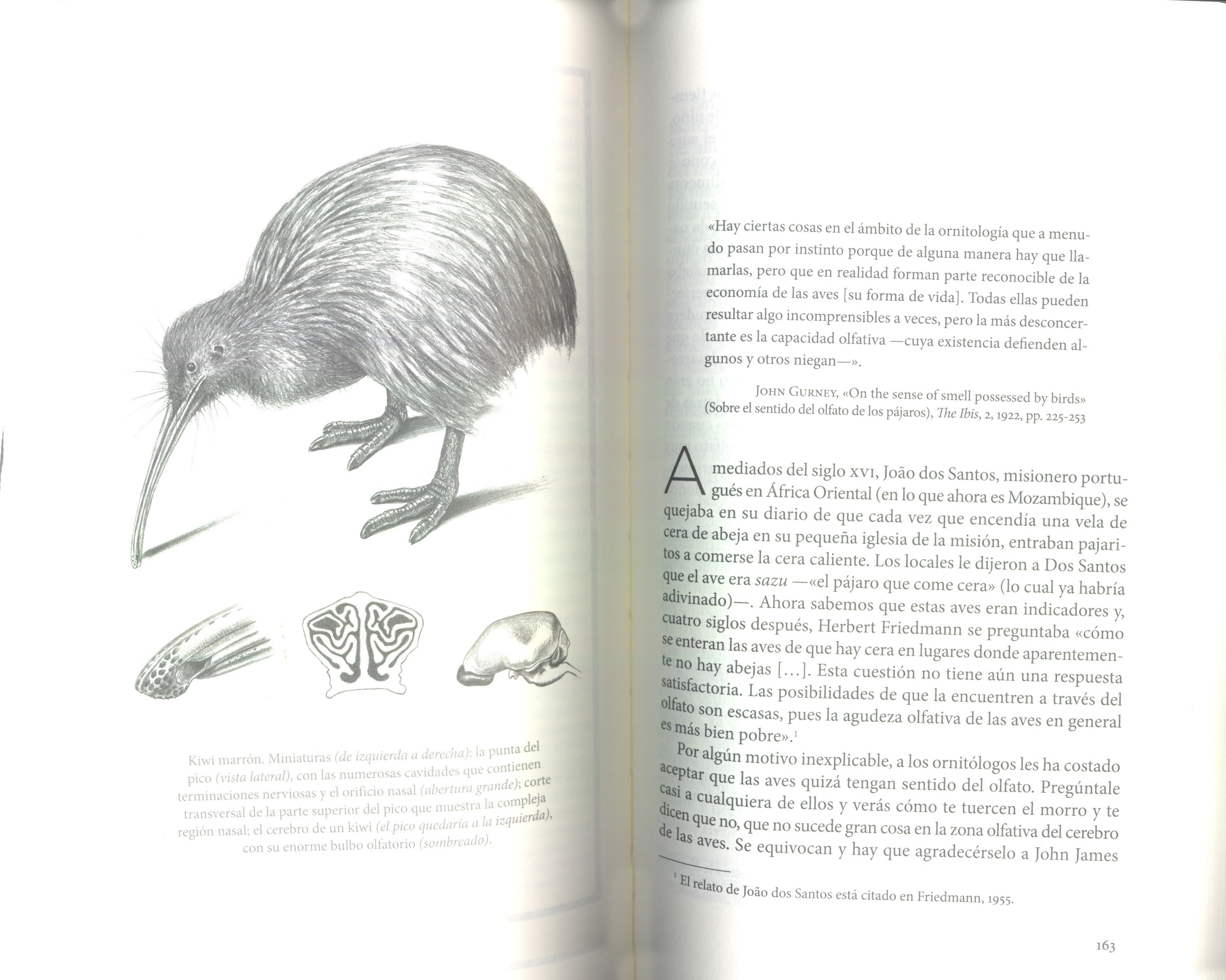 los sentidos de las aves. qu se siente al ser un pjaro