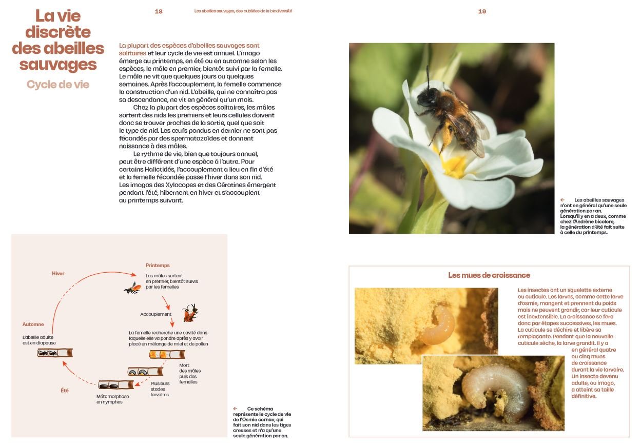 dcouvrir les abeilles sauvages