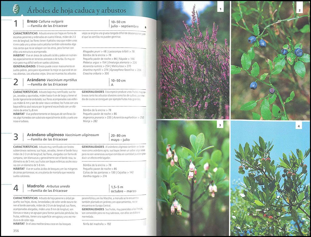 gua de las mariposas de europa. mariposas, orugas y plantas nutricias