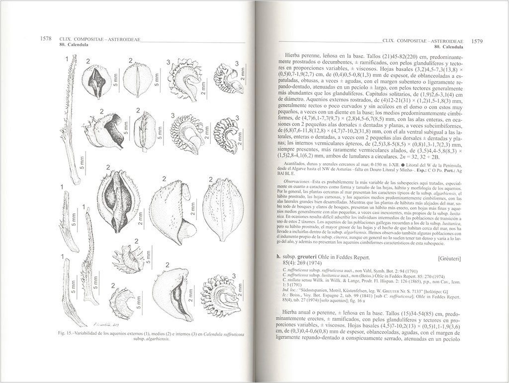 flora ibrica. vol. xvi (iii) compositae (partim)