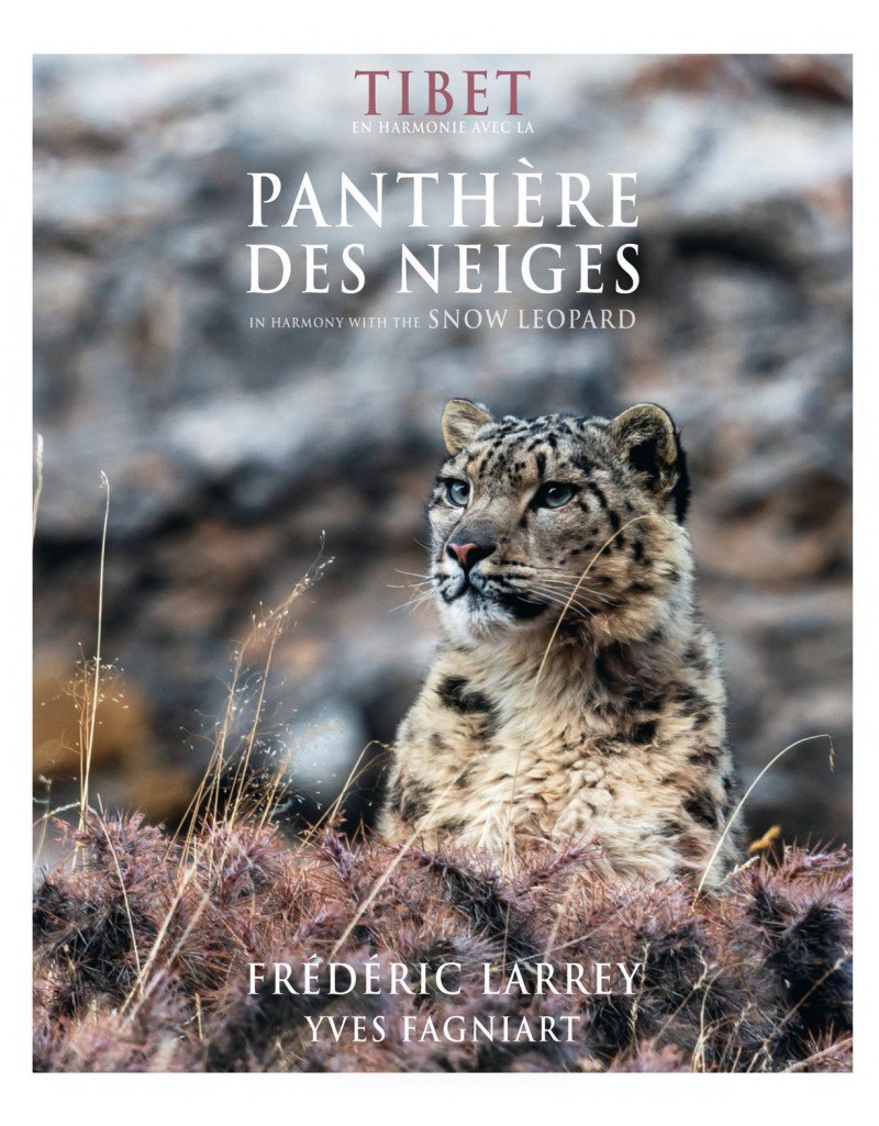 tibet, en harmonie avec la panthre des neiges