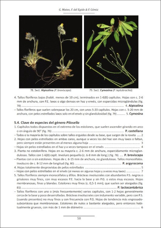 nueva revisin sinttica de los gneros hieracium y pilosella en espaa