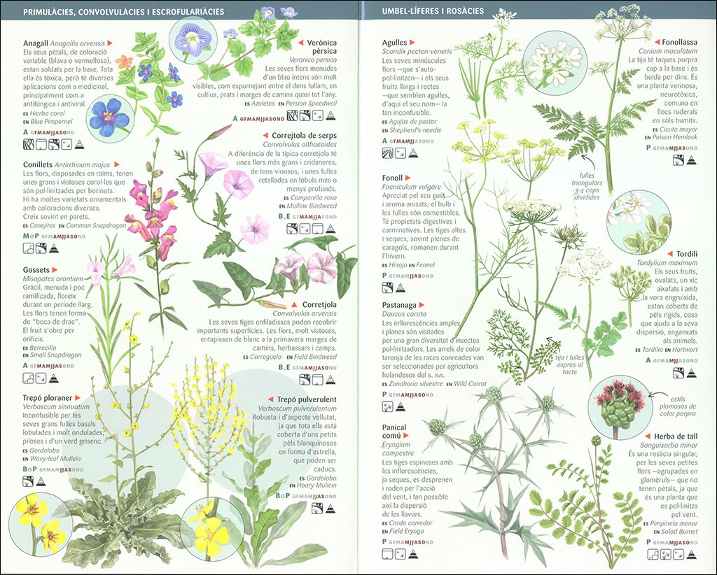 101 flors de camp, de marges i vores de catalunya que cal conixer. miniguia de camp