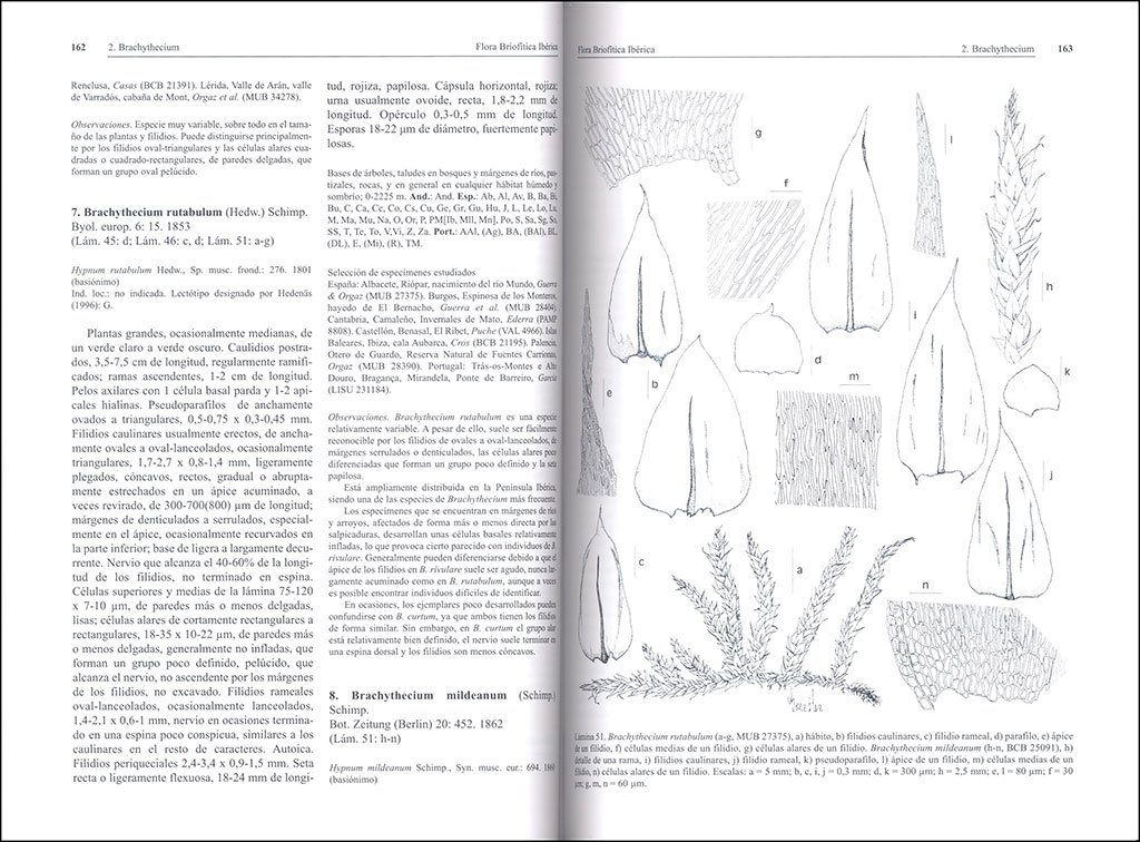 flora brioftica ibrica. volumen 6. hypnales