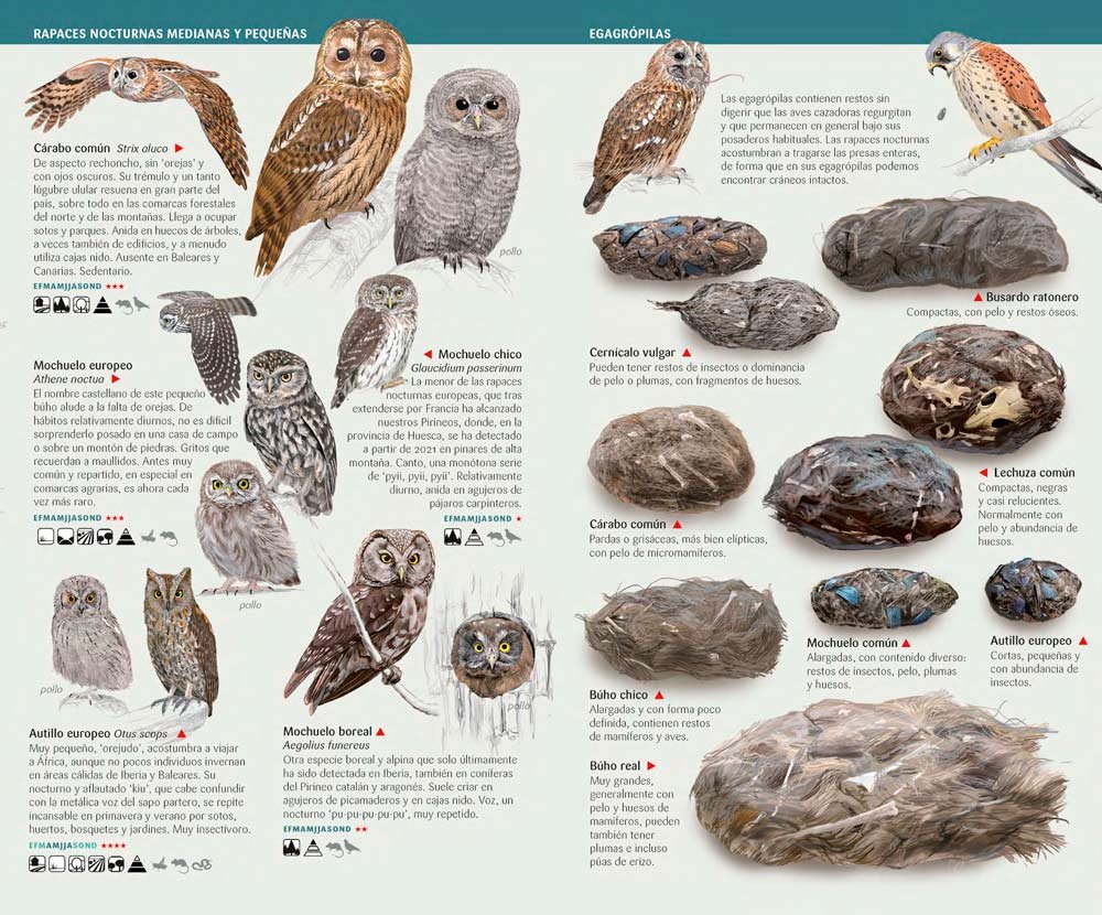 aves rapaces de espaa, pennsula ibrica y baleares. minigua de campo