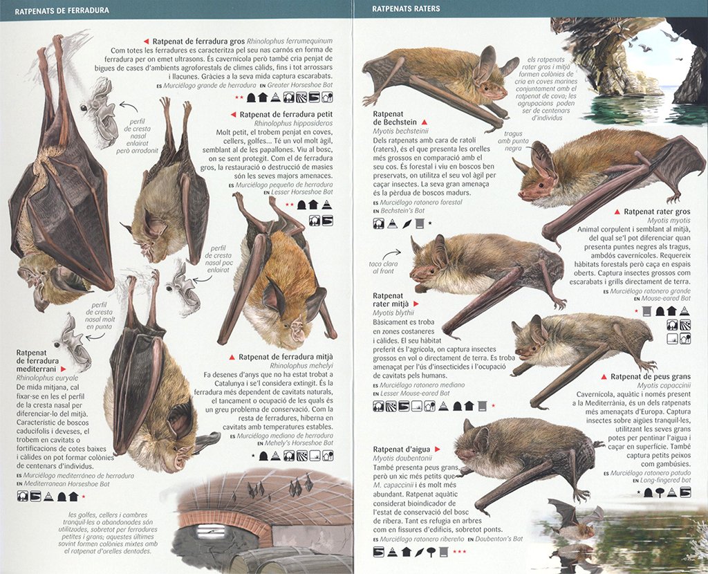 petits mamfers: insectvors, rosegadors i ratpenats de catalunya. miniguia de camp