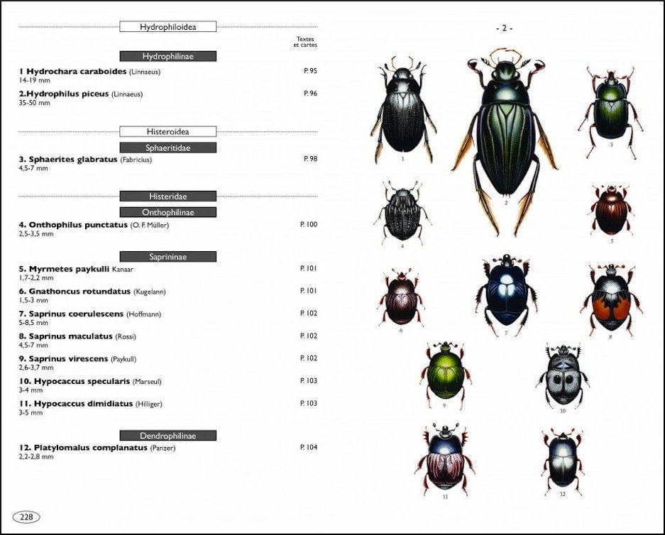 coloptres d'europe scarabes, hannetons, staphylins. hydrophiles vol. 2 polyphaga