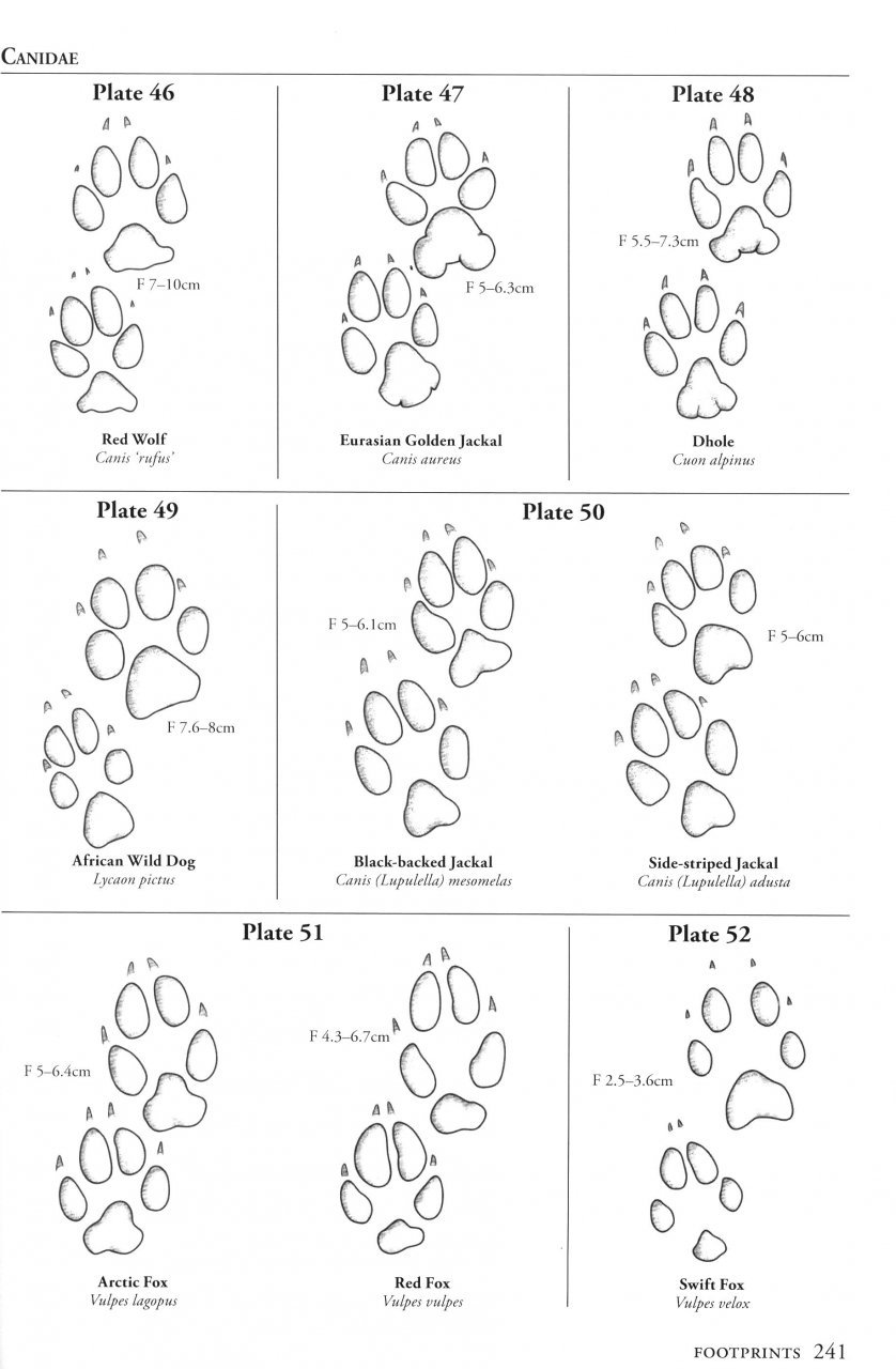 a field guide to the carnivores of the world.