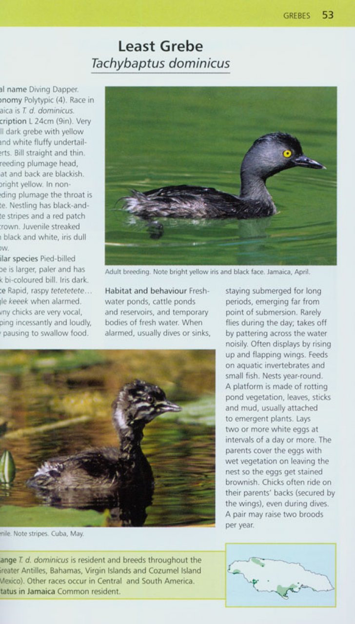 a photographic guide to the birds of jamaica