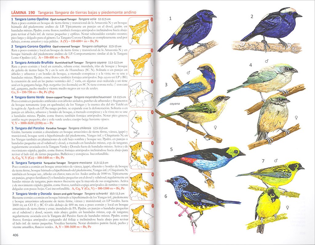 aves de bolivia. guia de campo