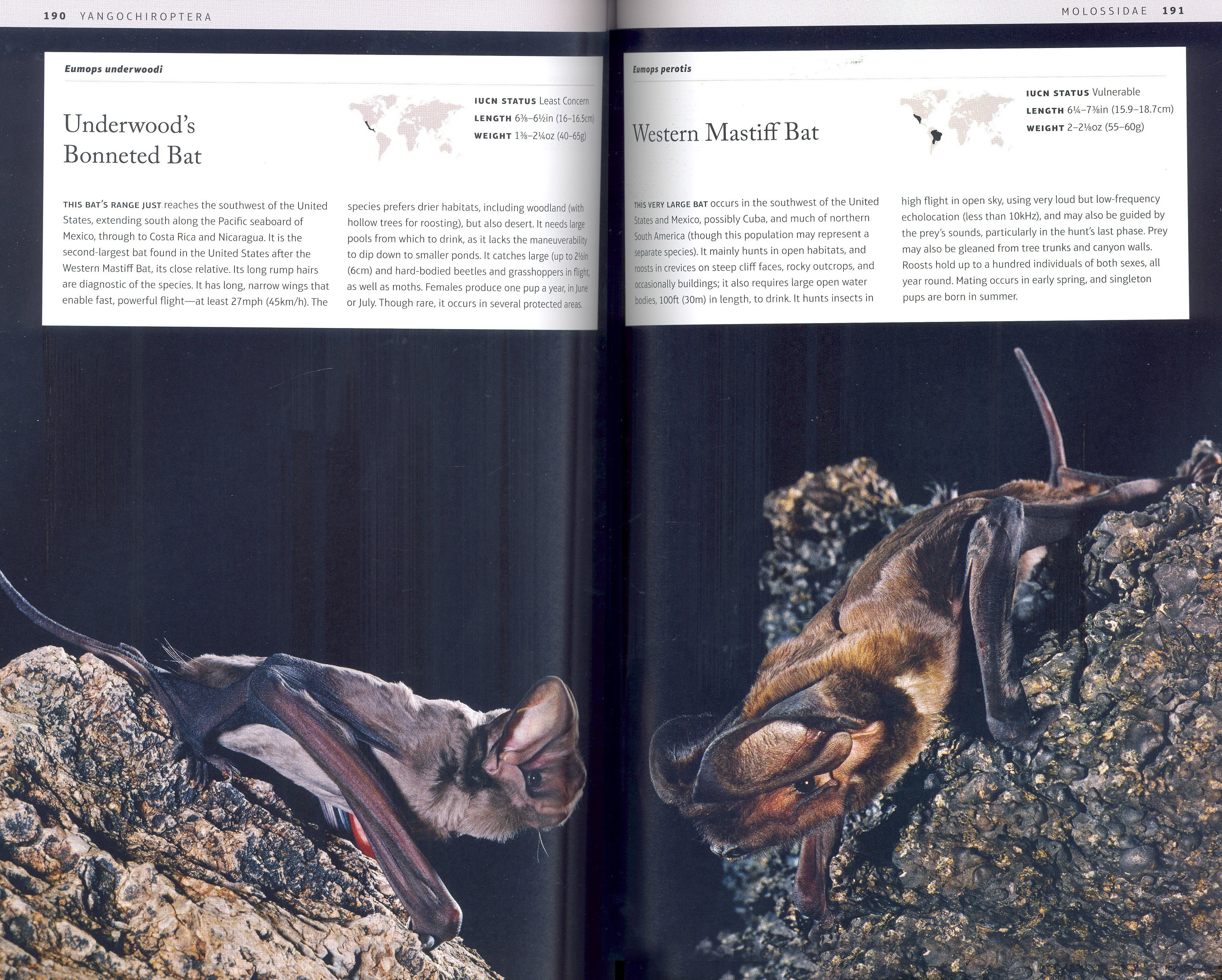bats: an illustrated guide to all species