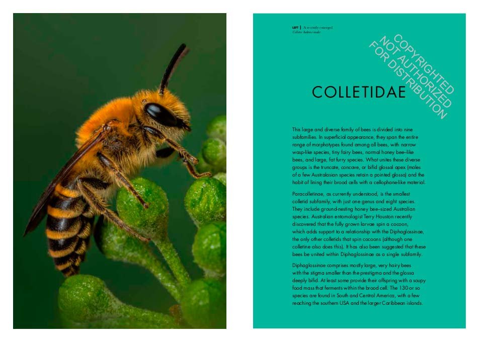 bees of the world. a guide to every family