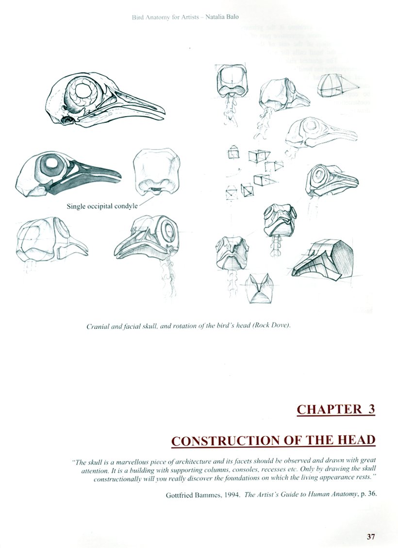 bird anatomy for artists comprehensive guide to drawing birds for artists and bird lovers