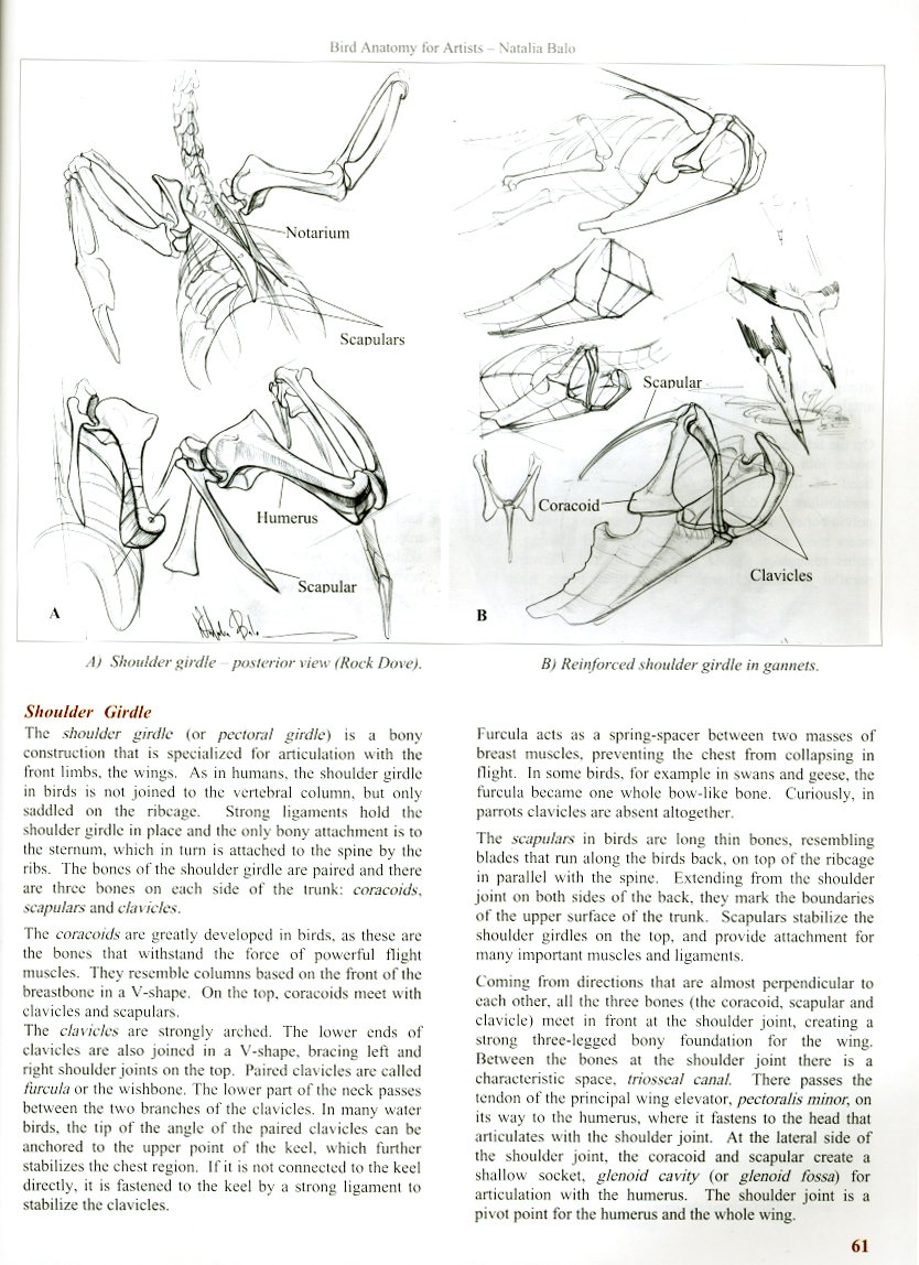 bird anatomy for artists comprehensive guide to drawing birds for artists and bird lovers