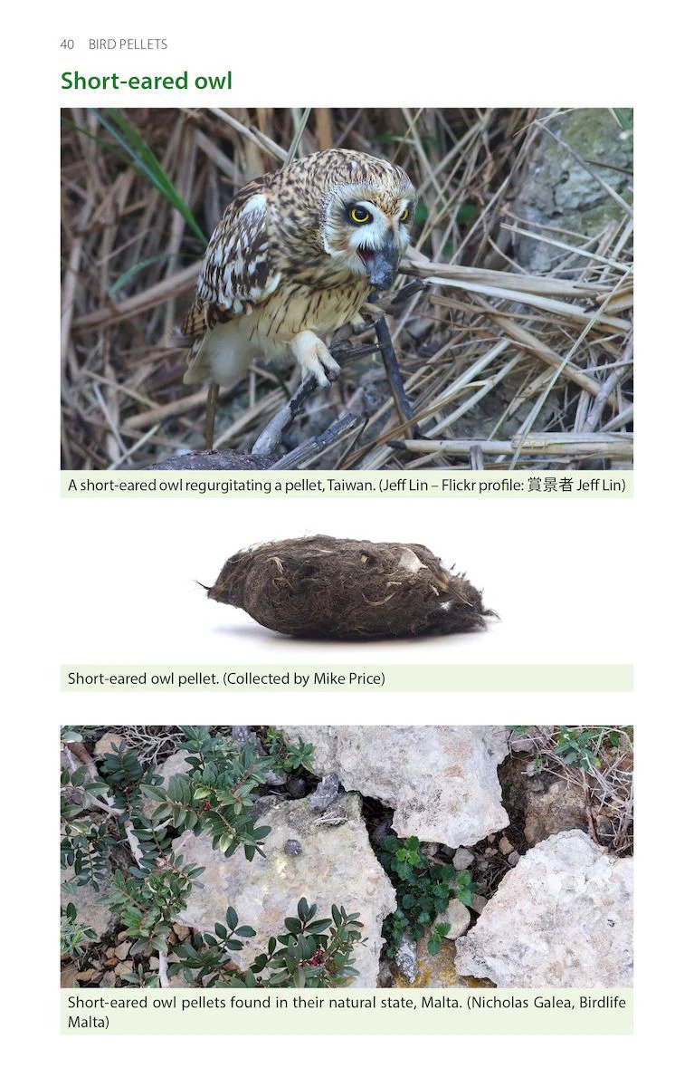 bird pellets. a complete photographic guide