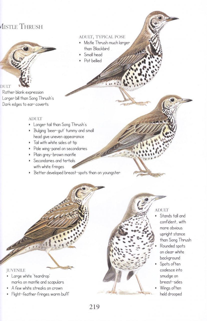 birds id insights. identifying the more difficult birds of britain and north-west europe