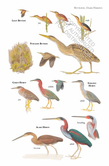 birds of costa rica. princeton field guides
