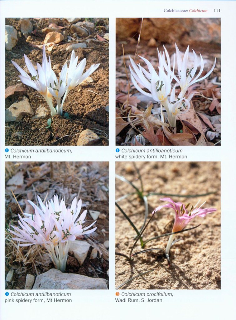 bulbs of the eastern mediterranean