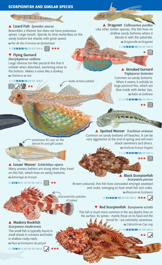 coastal fish of the balearic islands. sea miniguide