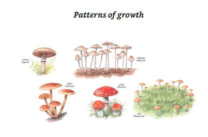 collins fungi guide. the most complete field guide to the mushrooms and toadstools of britain and europe
