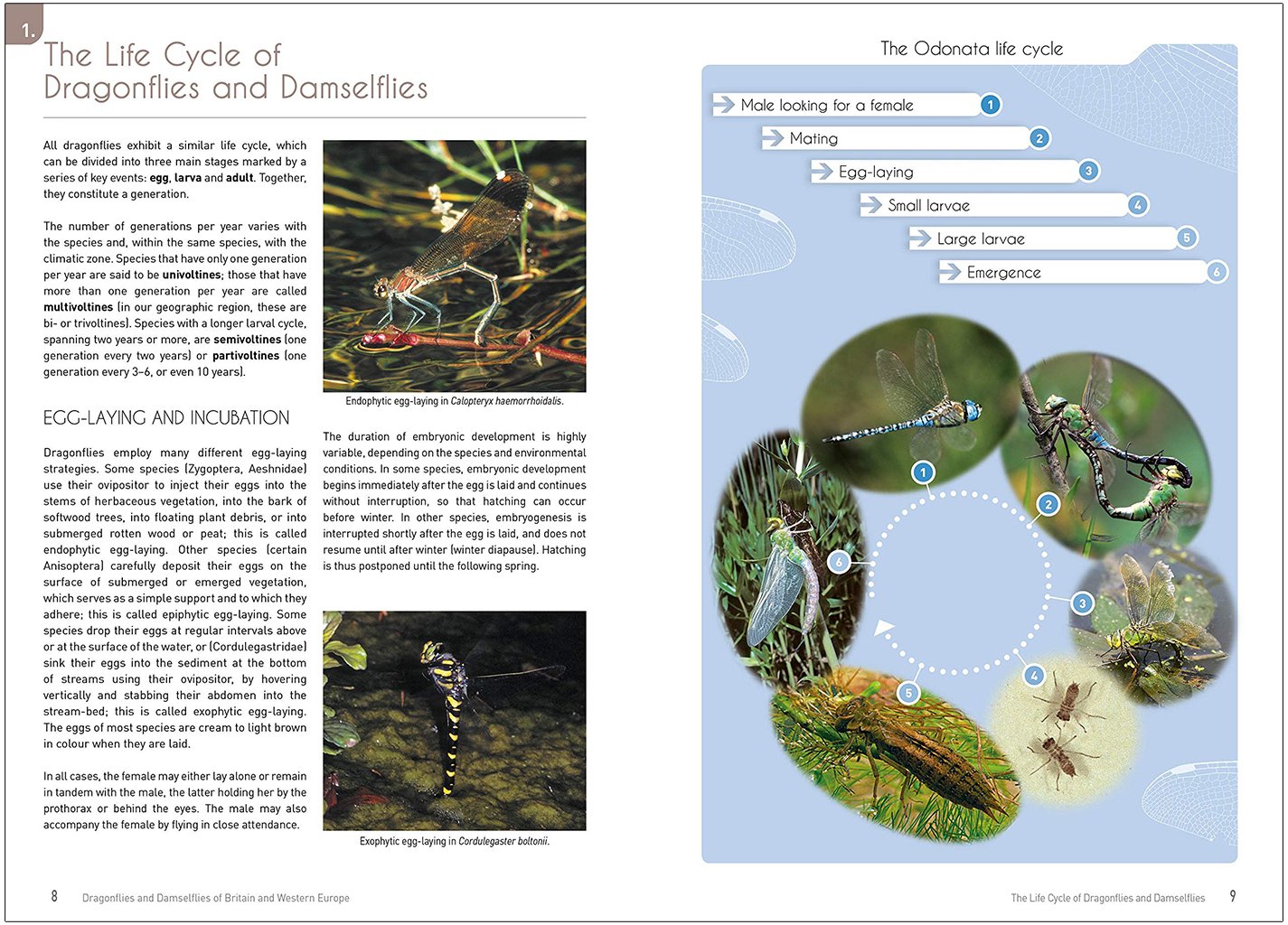 dragonflies and damselflies of britain and western europe. a photographic guide