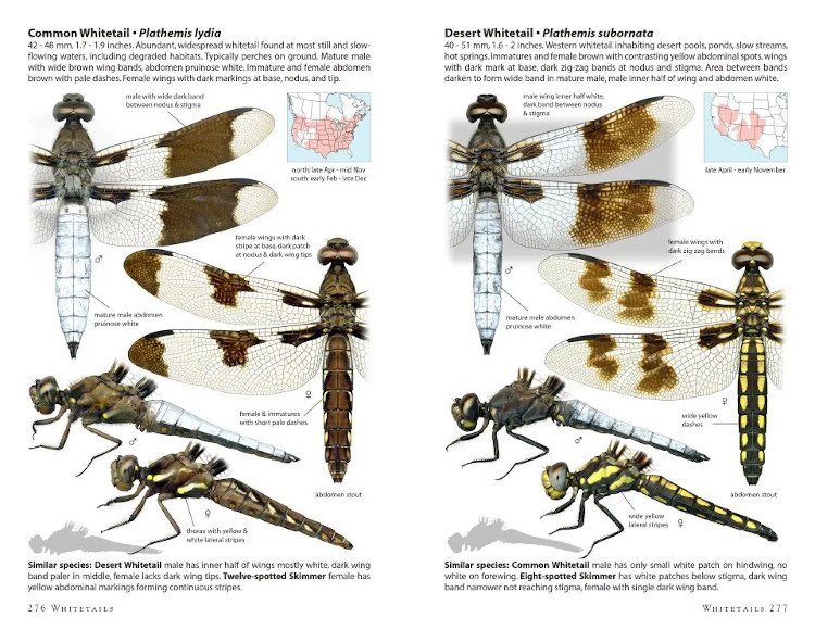 dragonflies of north america
