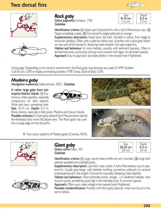 europe and mediterranean marine fish identification guide
