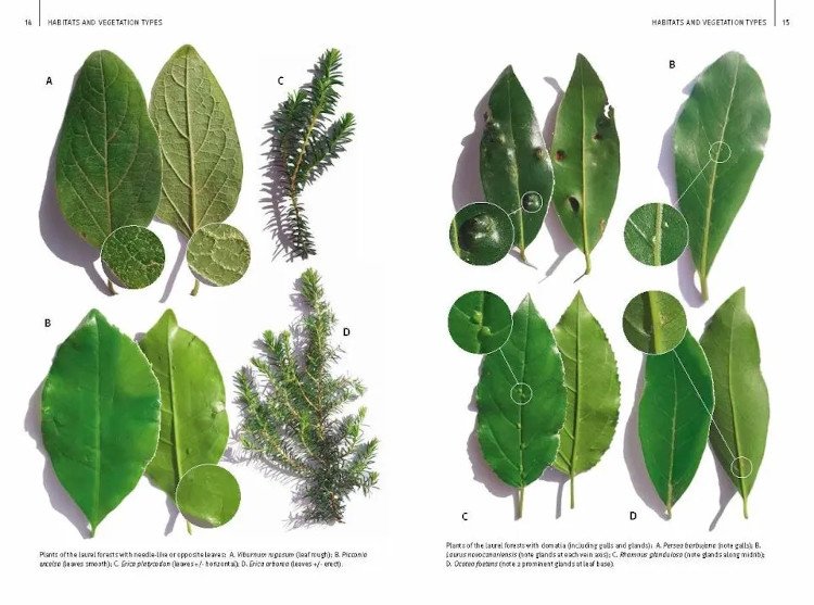 field guide to the wild flowers of the canary islands