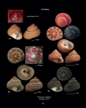 hellenic conches