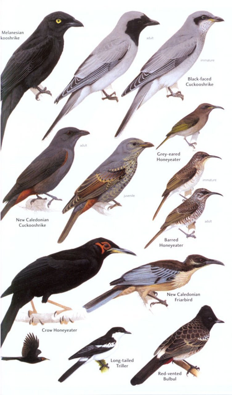 helm field guides. birds of melanesia