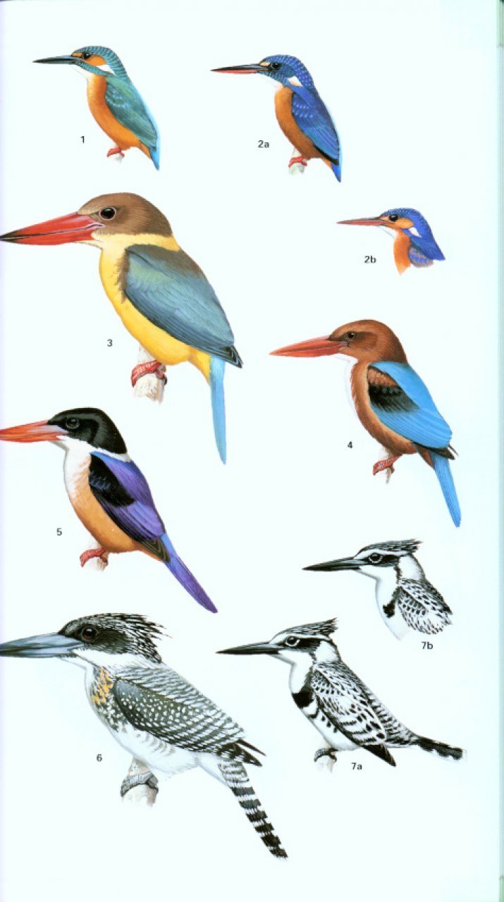 helm field guides. birds of northern india