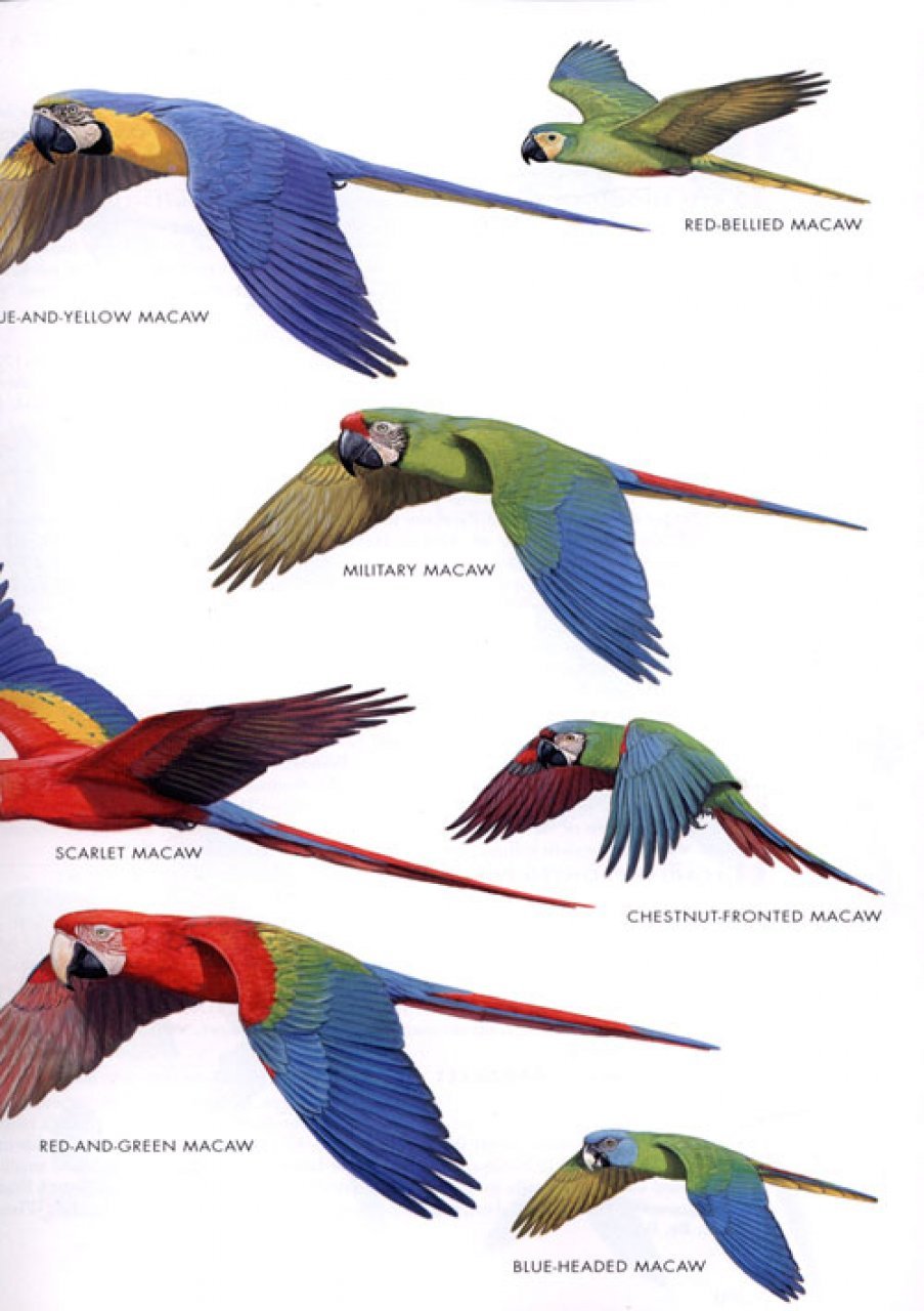 helm field guides. birds of peru