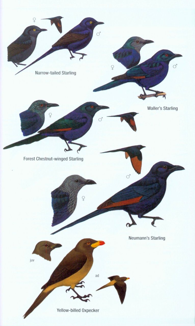 helm field guides. birds of western africa. 2nd ed.