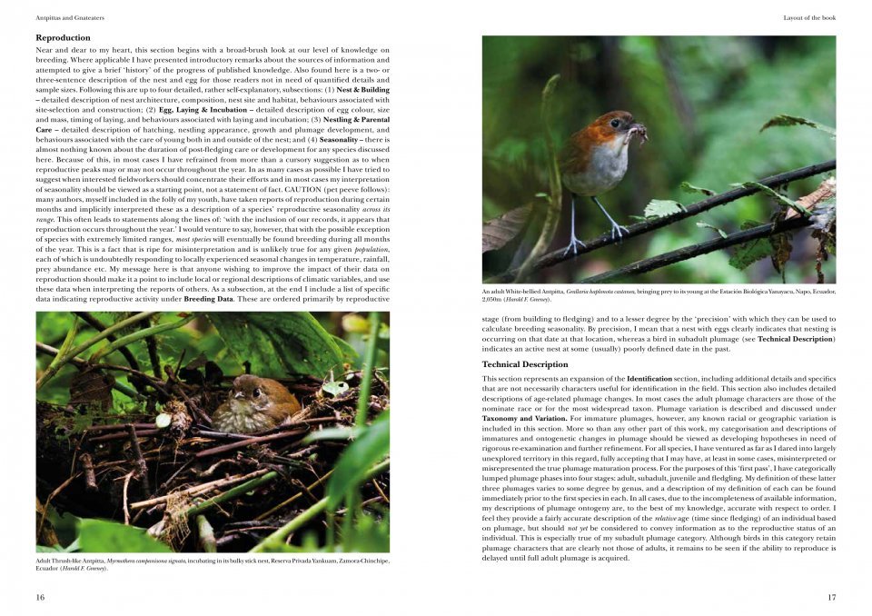helm identification guides. antpittas and gnateaters