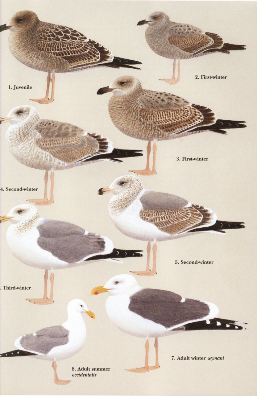 helm identification guides. gulls of europe, asia & north america
