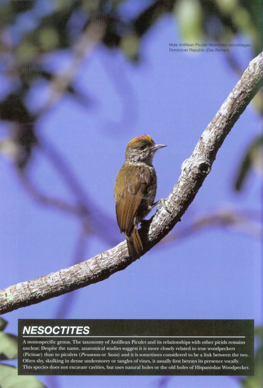 helm photographic guides. woodpeckers of the world