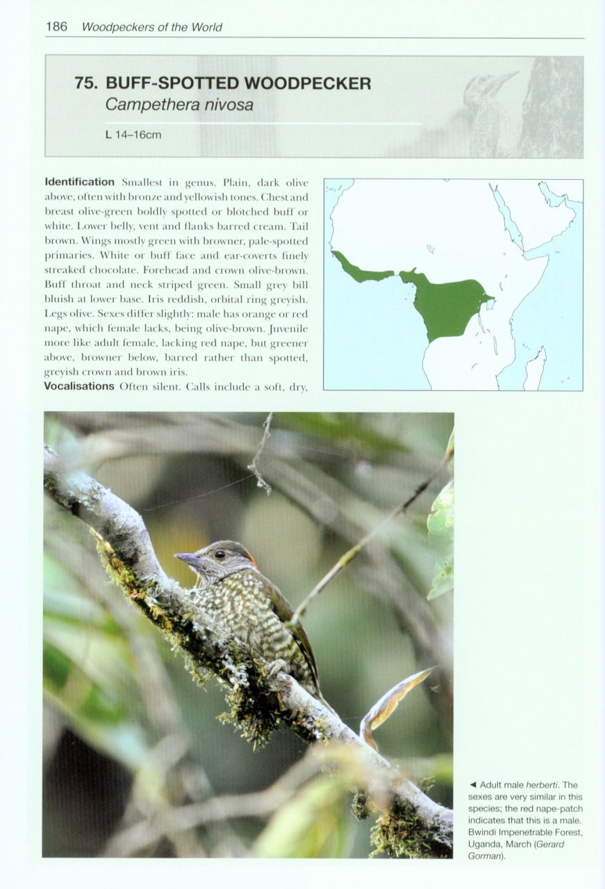 helm photographic guides. woodpeckers of the world
