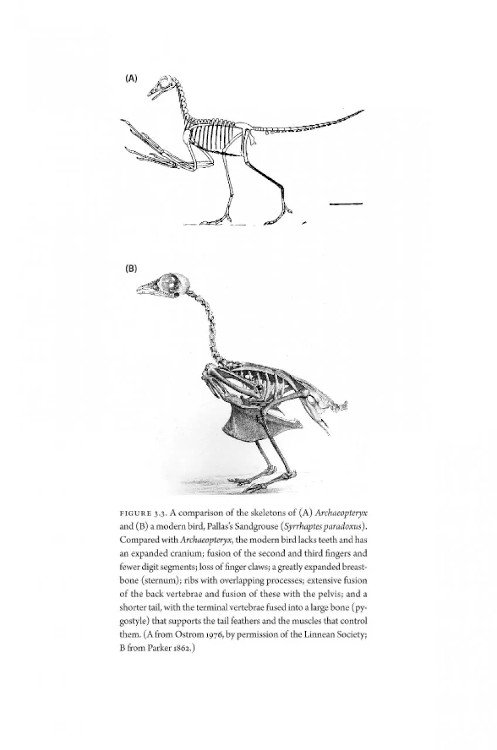how birds evolve. what science reveals about their origin, lives & diversity