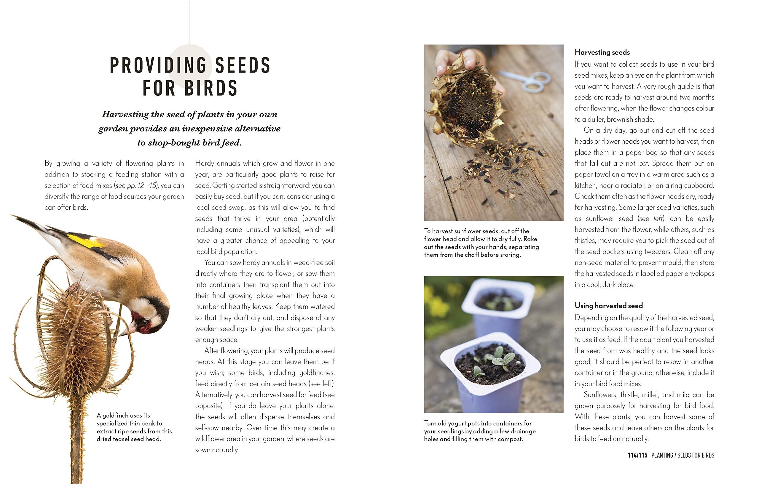how to attract birds to your garden: food they like, plants they love, shelter they need
